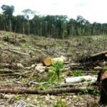 El impacto de la deforestación en mi comunidad y sus soluciones